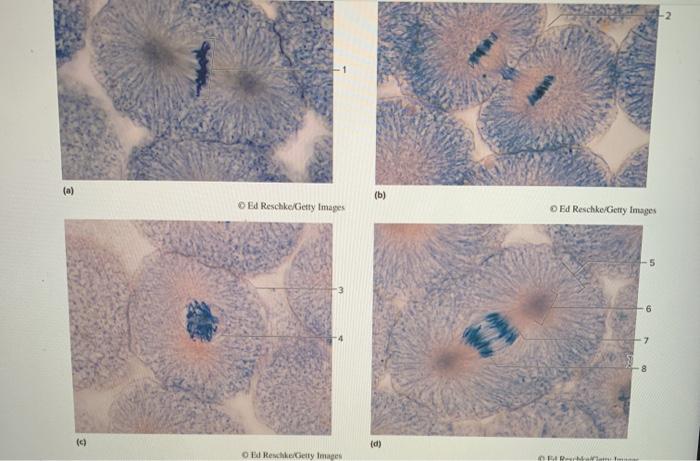 Identify the mitotic phase represented by each of the micrographs