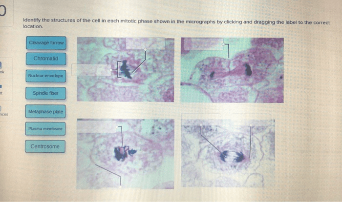 Mitosis prophase metaphase prometaphase stages cell cycle chapter diagram part each which during detailed quia 9ap p232 basic