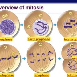 Mitosis microscope defined micrographs cellular observable solved transcribed