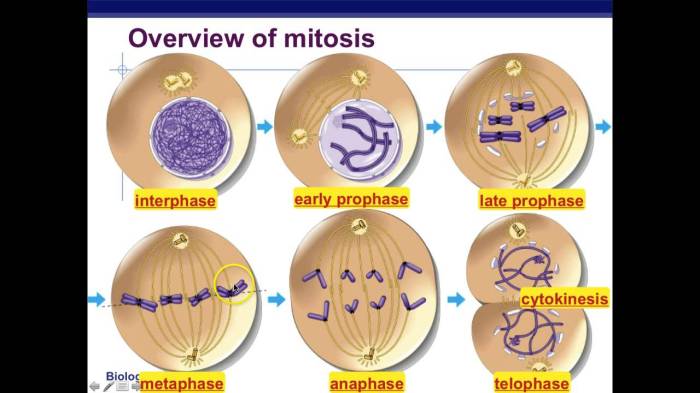 Mitosis microscope defined micrographs cellular observable solved transcribed