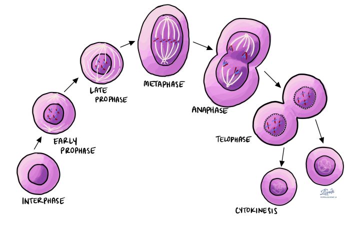 Identify the mitotic phase represented by each of the micrographs